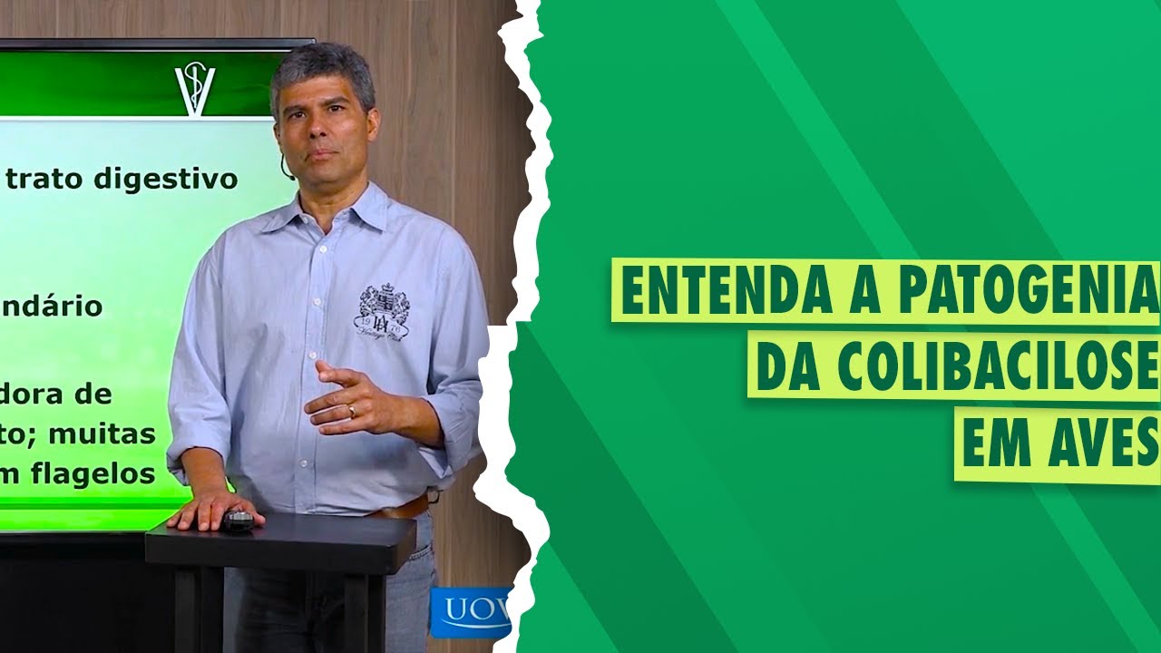 Avicultura: Colibacilose e sua patogenia