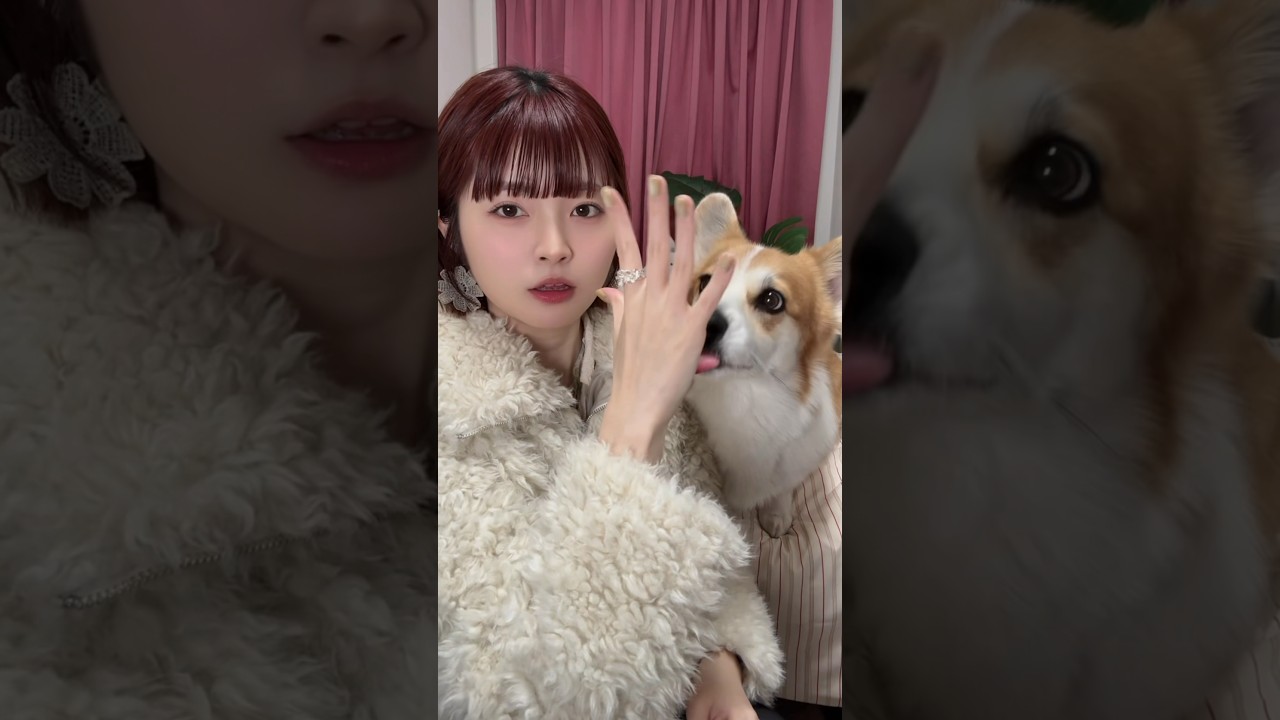 🎺🎺🎺 #tiktoktrend #コーギーのいる暮らし #corgilife