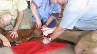 preview picture of video 'Drawing Blood From a Cria's Leg'