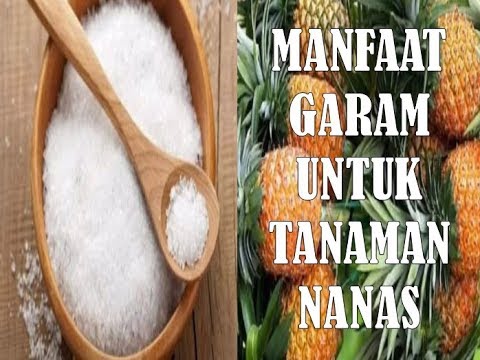 Yang akan mendapatkan keuntungan dari impotensi psikologis Patogen membeli di Moskow
