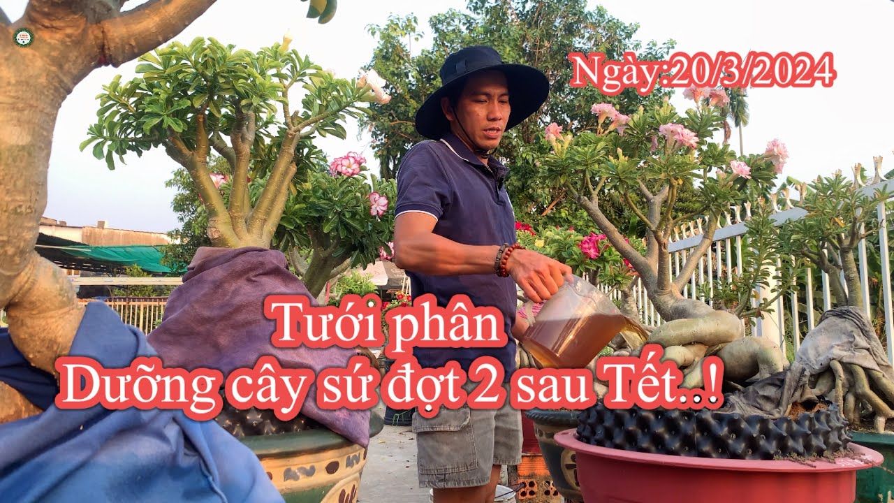Tưới phân gì dưỡng cho cây sứ đợt 2 sau Tết..!truyền bonsai ( 20/3/2024)