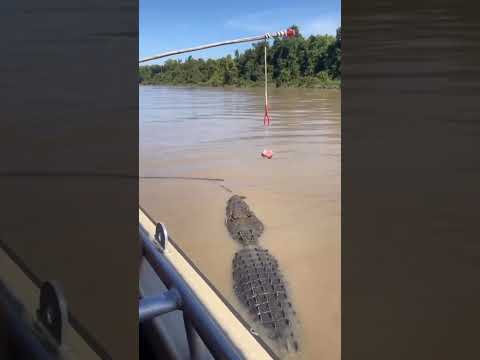 Alguém já viu pescaria de jacaré olha o tamanho #jacaré