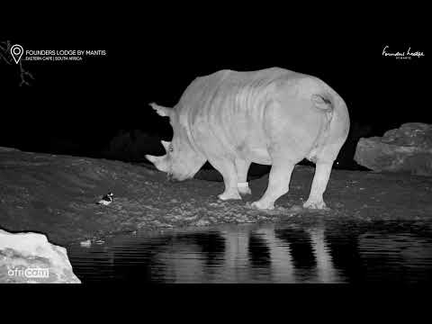 Drinks Served&hellip; With a Side of Rhino Pee!