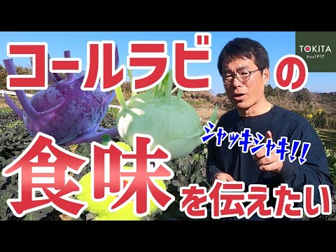 コールラビの保存: 最良のヒント 植物