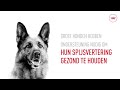 Royal Canin SHN Maxi