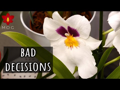 Forbidden Orchid Haul 🤫 I said I wouldn't buy these Orchids anymore yet here we are 🤷🏻‍♀️