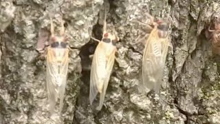 KY3 Digital Extra: Missouri Department of Conservation discusses invasion of cicadas
