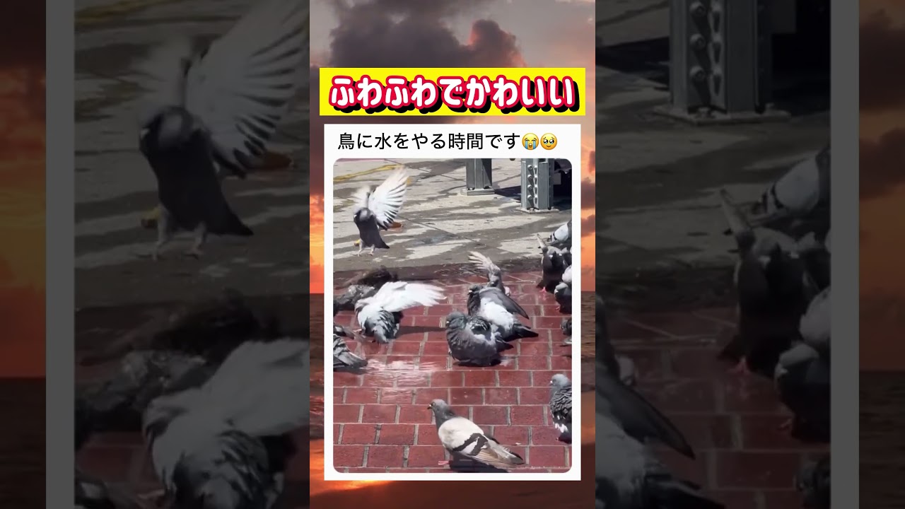 おじさんに水浴びさせてもらう鳩たちがかわいいwwwww #面白い #おもしろ #tiktok #Twitter #2ch #5ch