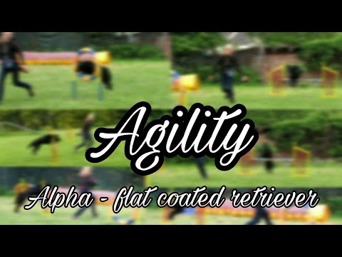 Agility trénink | Alpha - flat coated retrívr