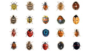 🐞 Learn 20 Types Of Ladybugs | LadyBug Types In English Language | Ladybirds | Lady Beetles