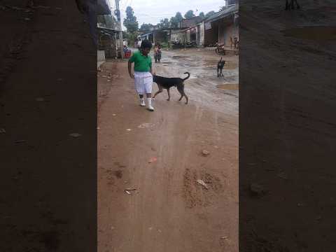 Dog ATTACKS baby!😱🐕 #shorts #minivlog #vlogs #baby #dogs #pranati # viral