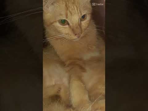 Aku ganteng kan😼 #cat #catlover #cute #animals #funny