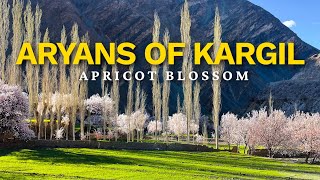 Download lagu Apricot Blossom in Ladakh | Hidden Aryan Villages near Kargil mp3 Download lagu Apricot Blossom in Ladakh | Hidden Aryan Villages near Kargil mp3