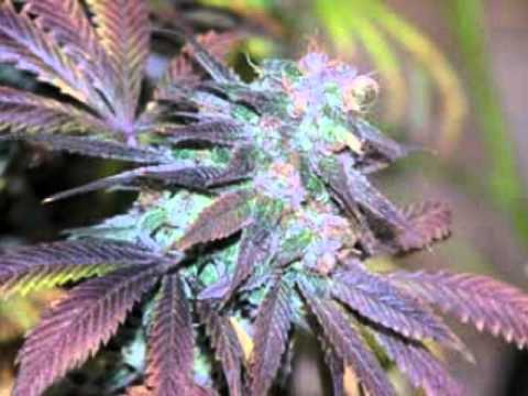 I GOT GRAPES - NUMP Ft MIA (LAZER SWORD TREEMIX)