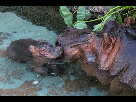 Hippo Calf Turns 3 Days Old