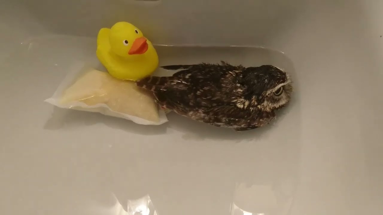 ゆず湯に入るフクロウ