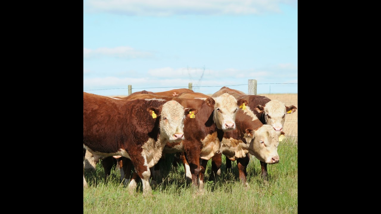 Podcast Prosa Rural - Provas de Desempenho como ferramenta de melhoramento genético animal