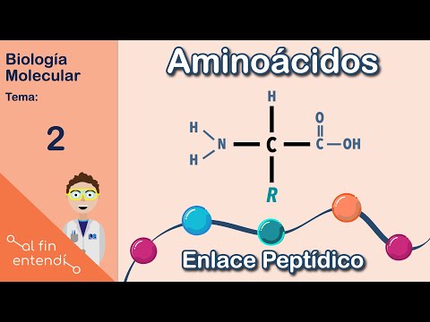 What are amino acids and how do they bond? I finally understand: Molecular Biology