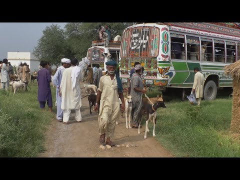 PANDE ROOD THALE ADA SHAKIR PIGS OUR DOG ADMEN SEHANI OUR WERKER Shikar Naeem Noor Lahore HD Video