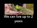 Malayan Jungle Nymph Fun Facts