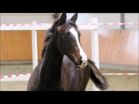 2017 Hanoverian filly by MARTINEZ (MILLENIUM) www.sporthorses-online.com