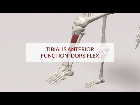 Tibialis Anterior Function: Dorsiflex (3D Animation)