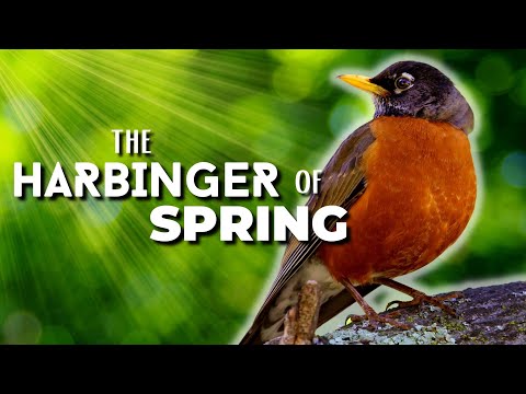 Drozd sťahovavý (Turdus migratorius) — správanie, biotop a hlas