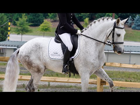 Cavaliere M - Andalusian Dressage Horse, Basic Work