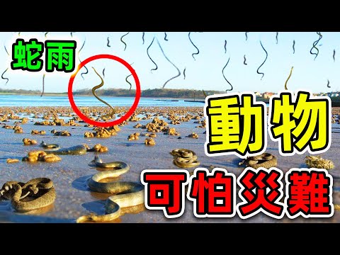 古代 蛇
