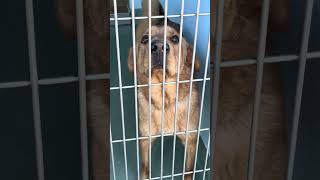 Video preview image #1 Golden Retriever Puppy For Sale in Pasadena, CA, USA