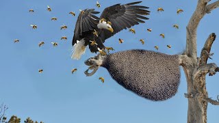 What Happens When Eagle Dares to Attack a Big Beehive?