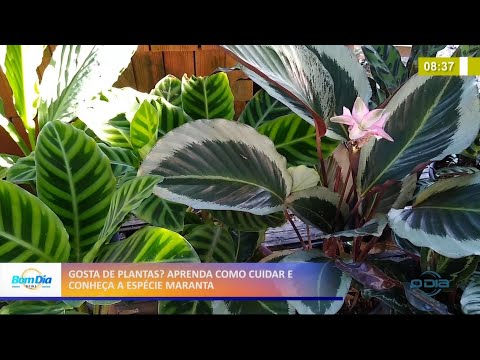 Conheça e aprenda a cuidar da espécie Maranta 03 05 2021