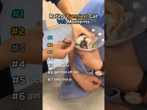 Rating Funniest Cat Vet Moments