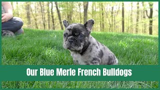 What is a Blue Merle French Bulldog Puppy?
