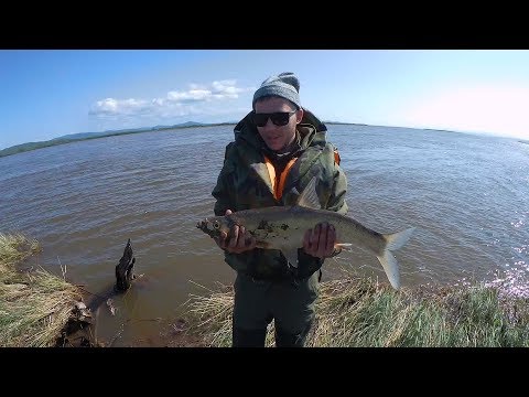В поисках рыбы. Вниз по Амуру. Часть 1