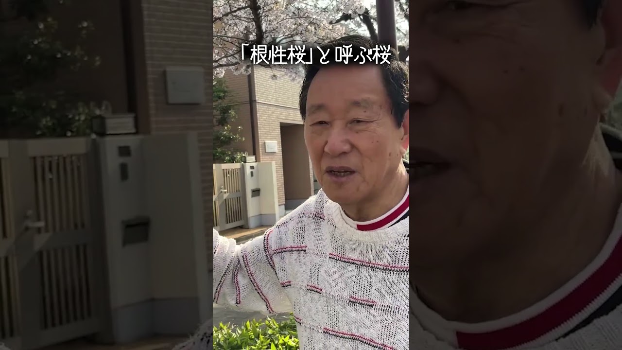 「根性桜」と名付けた桜 #なべおさみ #桜