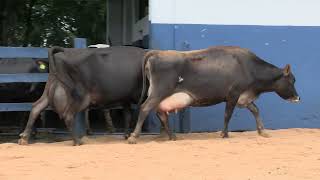Vídeo 106 - 1ª ETAPA MEGA LIQUIDAÇÃO TOTAL AGROPECUÁRIA MARAJOARA - DIA 4 | GADO GIROLANDO E HOLANDÊS