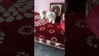 Maltese Puppies Videos
