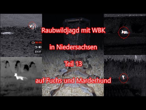 Predator hunting with a firearms license in Lower Saxony, Part 13: Fox and raccoon dog