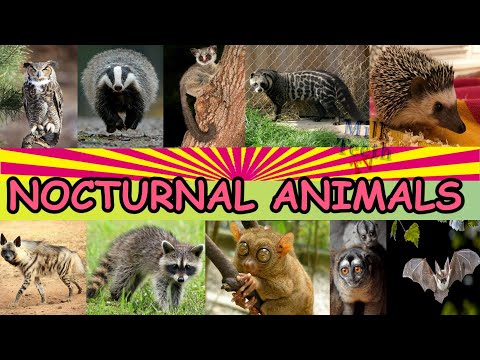 Facts about Nocturnal Animals with Pictures and correct Pronunciation