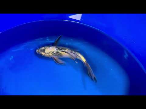 Suda Longfin Ki Showa