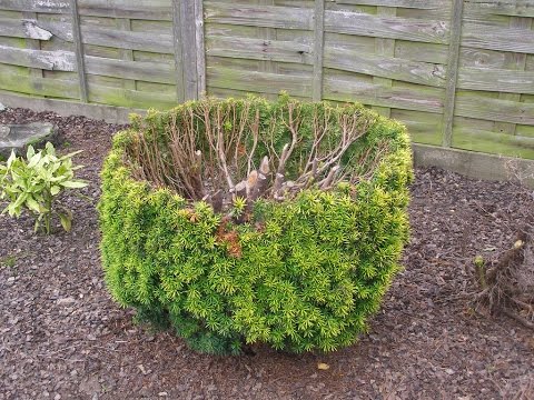 pruning yew