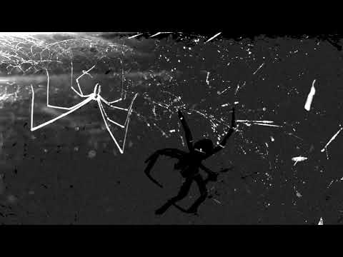 The Soft Moon  - Tiny Spiders (Official Video)