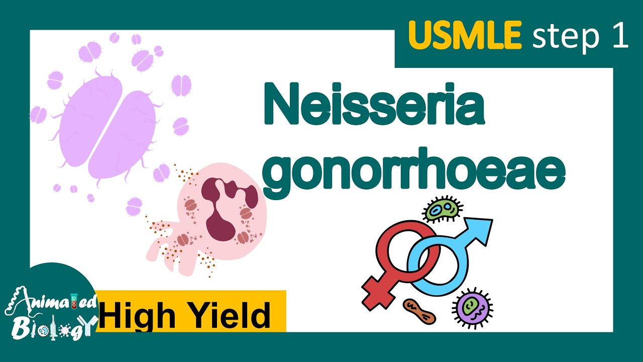 Neisseria gonorrhoeae | Gonorrhea | Pathology, Immunology, diagnosis and treatment | USMLE