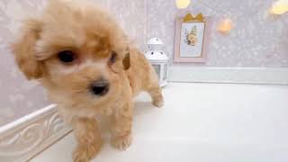 ハーフ犬の動画01