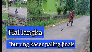 Download lagu BURUNG KACER SUPER JINAK..Tes respon panggil seberapa jauh. mp3 Download lagu BURUNG KACER SUPER JINAK..Tes respon panggil seberapa jauh. mp3