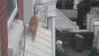 The couple in this video started filming because the cat was wandering back and forth on the window ledges. After a while, they realized the cat was stuck. But leave it to a cat to find a window of opportunity, if you know what I mean.