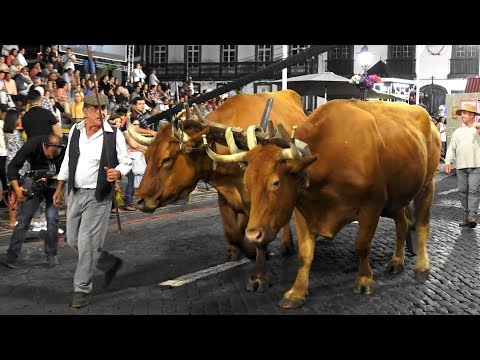 Festas Sanjoaninas 2018 - Desfile Das Freguesias e Seus Quadros Representativos