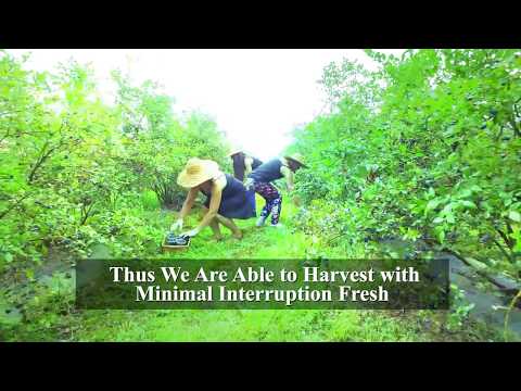 Blueberry Plantation