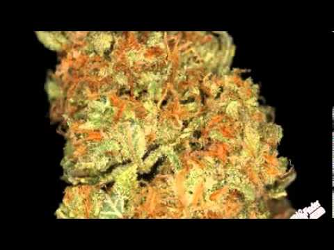 Zyce - THC.level____/\___